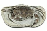 Eocene Fossil Crab (Pulalius) - Washington State #345513-1